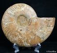 Inch Split Ammonite (Half) #2650-1